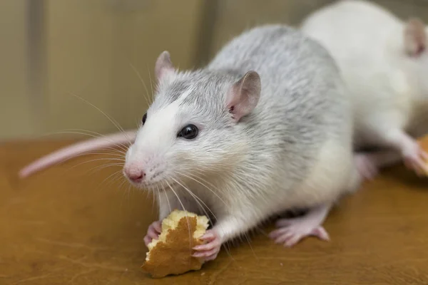 Rato doméstico branco comendo pão. Animal de estimação em casa . — Fotografia de Stock