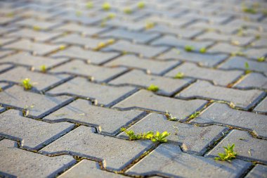 Beton kaldırım tuğlaları arasında büyüyen weed tesisleri.