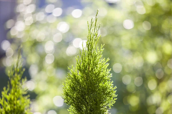 緑のボケb上のトゥジャの木の緑のクリスマスの葉のクローズアップ — ストック写真