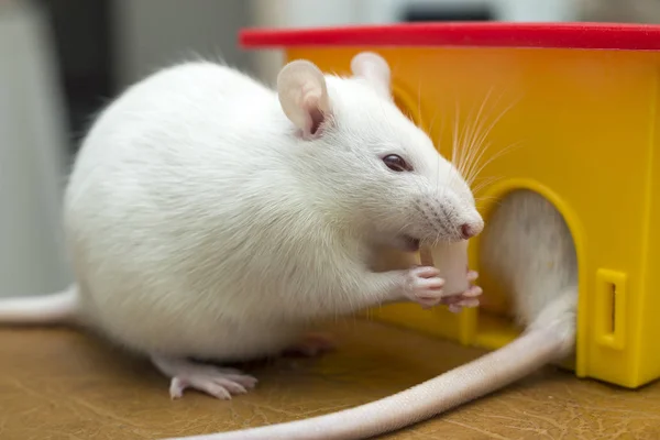 White funny domestic pet rat and a toy house. — Stock Photo, Image