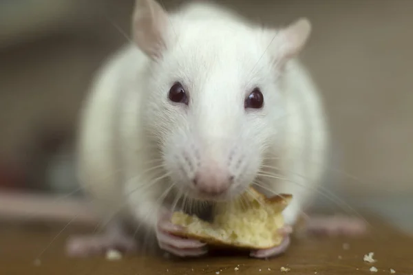 White domestic rat eating bread. Pet animal at home. — Stock Photo, Image