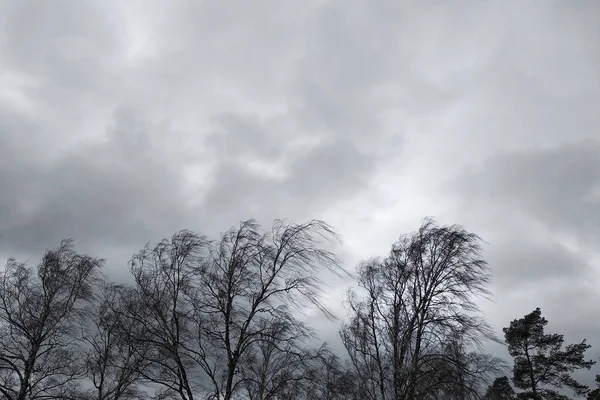 Alberi neri con rami nudi senza foglie piegate sotto forte — Foto Stock