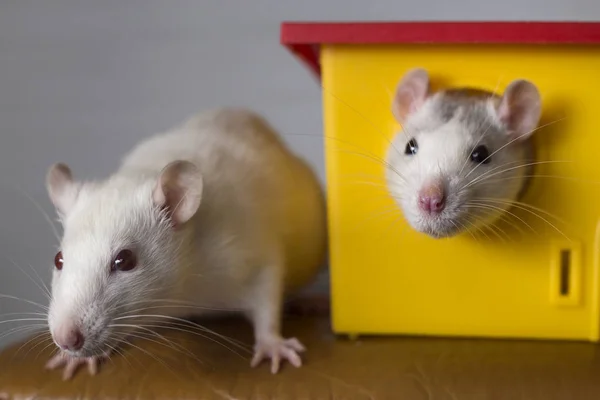 Twee grappige binnenlandse huisdier ratten en een speelgoed huis. — Stockfoto