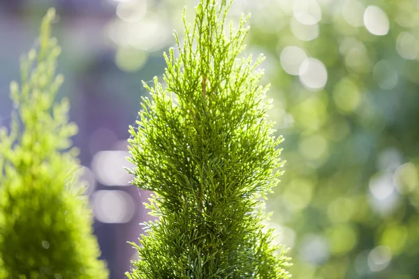 Closeup zelených vánočních listů z Thuja Tree na zeleném bokehu b — Stock fotografie