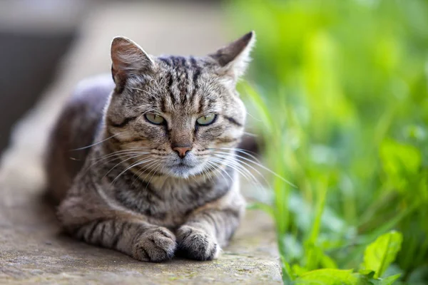 Big domestic cat enjoying warm summer weather. — Stock Photo, Image