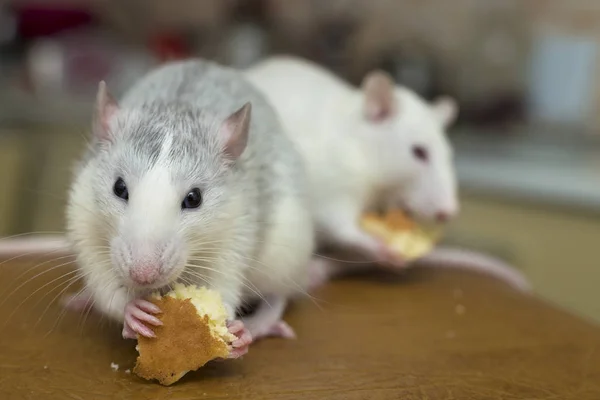 Rato doméstico branco comendo pão. Animal de estimação em casa . — Fotografia de Stock