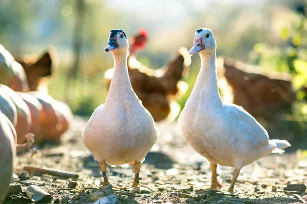 Patos Alimentam Tradicional Estaleiro Rural Detalhe Uma Cabeça Pato Close — Fotografia de Stock