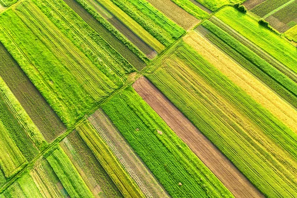 暖かい晴れた日に種を蒔いた後の新鮮な植生を持つ春の緑の農地の空中ビュー — ストック写真