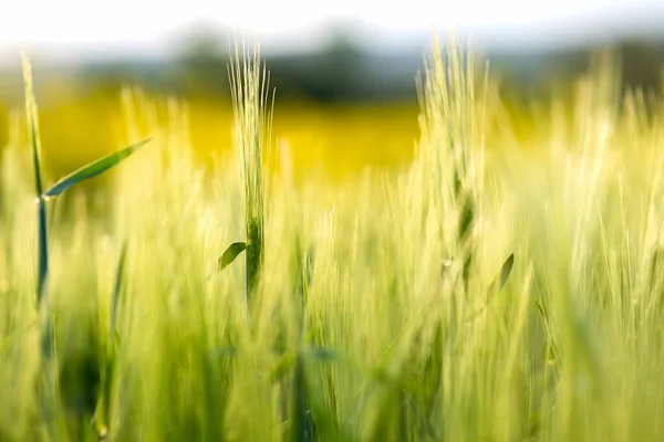 Nahaufnahme Von Grünen Weizenköpfen Die Frühjahr Auf Landwirtschaftlichem Feld Wachsen — Stockfoto