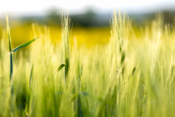 Detalle Las Cabezas Trigo Verde Que Crecen Campo Agrícola Primavera — Foto de Stock