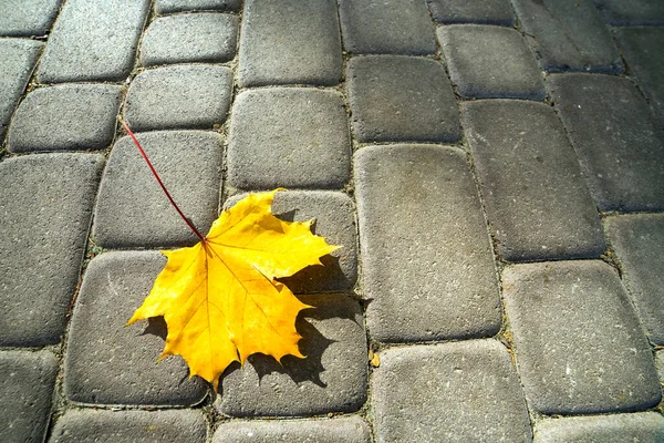 Close Big Yellow Maple Leaves Laying Pedestrian Sidewalk Autumn Park — Stock Photo, Image