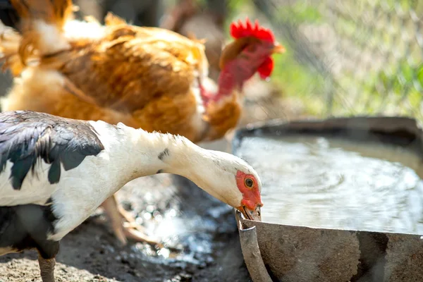 Duck Feed Traditional Rural Barnyard Detail Waterbird Drinking Water Barn — Stock Photo, Image