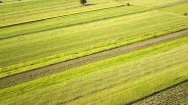 Tohum ekme mevsiminden sonra taze bitki örtüsüyle ilkbaharda yeşil tarım alanlarının havadan görünüşü.