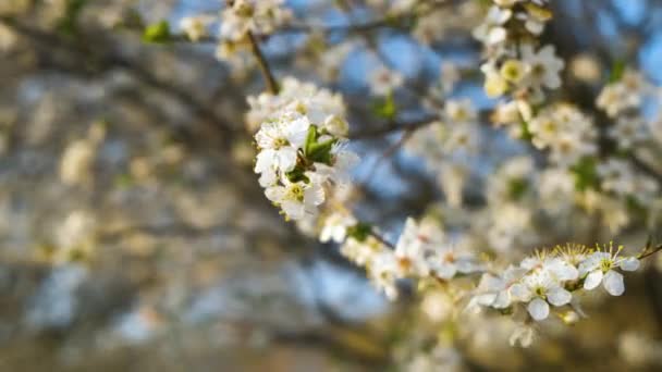 Крупним Планом Свіжі Білі Квіти Гілках Дерев Ранньої Весни — стокове відео