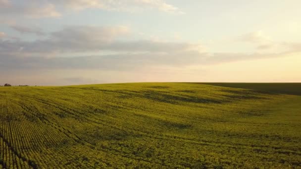 Vue aérienne d'un champ agricole vert vif avec des plants de colza au coucher du soleil.