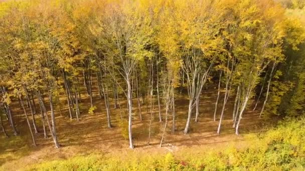 Forêt d'automne aux feuilles orange vif et jaune. Bois denses par temps ensoleillé d'automne.