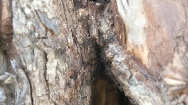 Acercamiento Muchas Hormigas Negras Insectos Arrastrándose Sobre Superficie Del Árbol — Vídeos de Stock