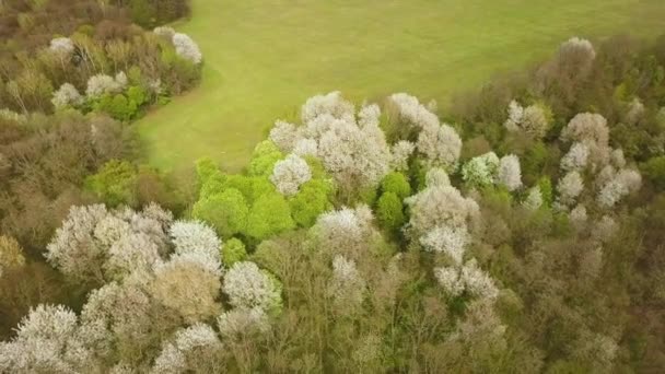 Veduta Aerea Della Foresta Primaverile Con Alberi Bianchi Fiore Fitti — Video Stock