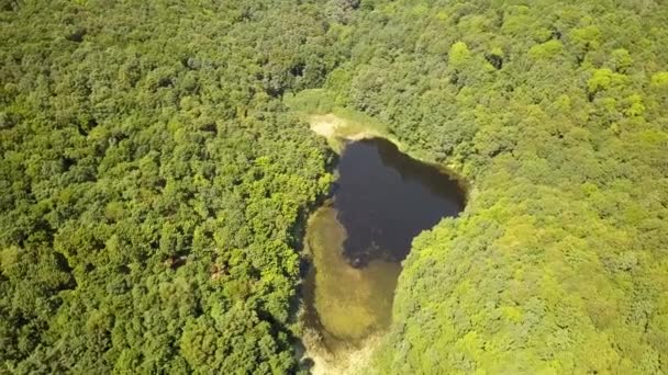 夏の緑豊かな森の中の小さな森の湖の空中ビュー — ストック動画