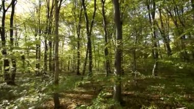 Parlak turuncu ve sarı yapraklı sonbahar ormanı. Güneşli sonbahar havasında sık ağaçlar.