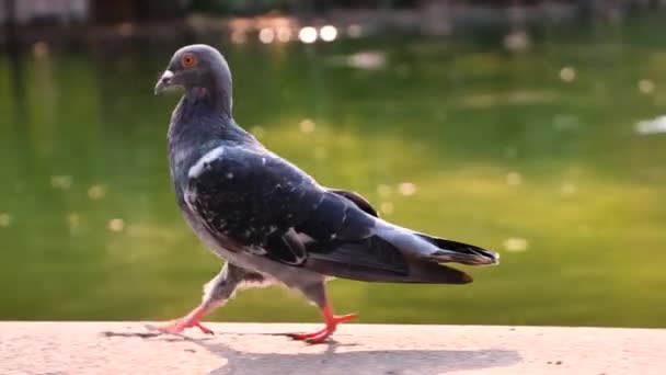Yaz Parkındaki Göl Kıyısındaki Gri Güvercin Kuşu — Stok video