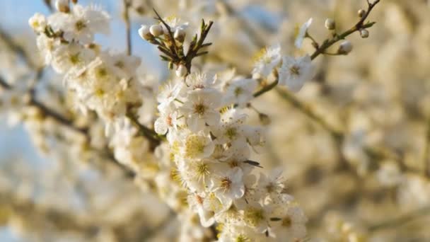 Detailní Záběr Čerstvých Bílých Kvetoucích Květin Větvích Stromů Jaře — Stock video