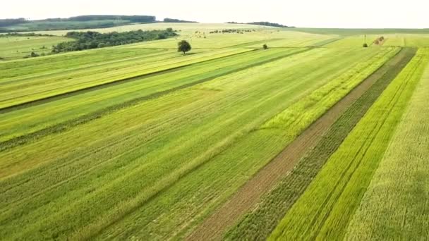 Widok Lotu Ptaka Zielone Pola Uprawne Wiosną Świeżą Roślinnością Sezonie — Wideo stockowe