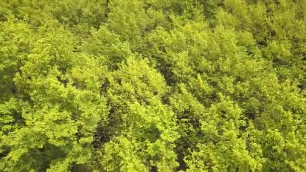 Vue aérienne de la forêt verdoyante avec des auvents d'arbres d'été oscillant dans le vent.
