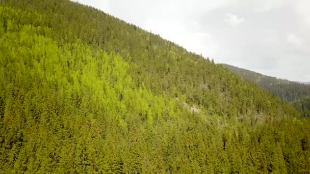 Vista Aérea Pinhal Verde Com Copas Abetos Montanhas Verão — Vídeo de Stock