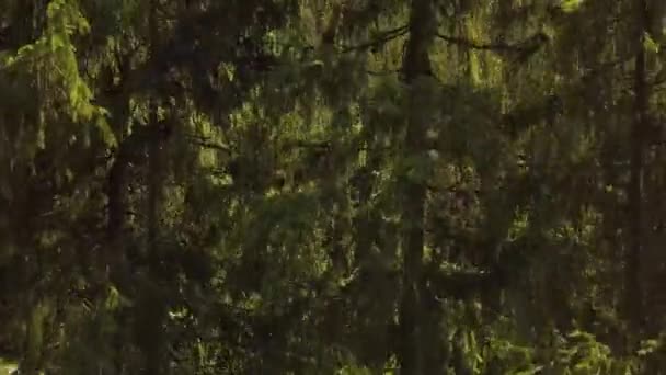 Vista Aérea Las Altas Montañas Cubiertas Bosque Abeto Verde Clima — Vídeos de Stock