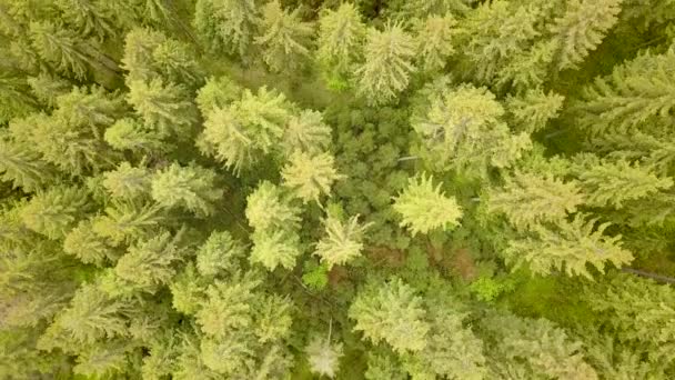 Vue aérienne de la forêt de pins verts avec des vergers d'épinettes dans les montagnes d'été.