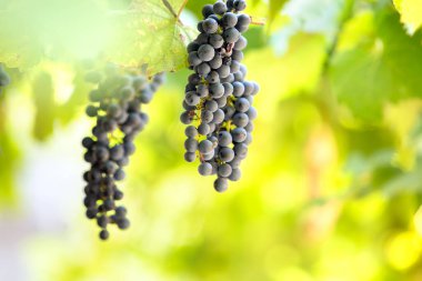 Yaz bahçesinde asma dallarında olgunlaşmış üzüm meyveleri..