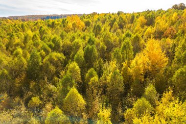 Sonbahar ormanlarındaki yeşil ve sarı tepe örtülerinin yukarıdan görünüşü ve pek çok taze ağaç..