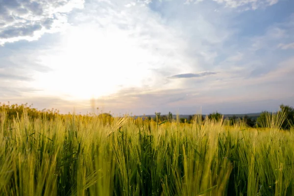Zblízka Zelených Pšeničných Hlav Které Rostou Jaře Zemědělském Poli — Stock fotografie