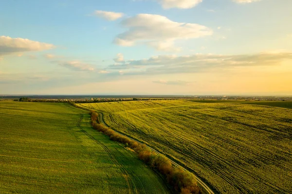 Letecký Pohled Jasně Zelené Pole Zemědělské Farmy Rostoucími Řepkovými Rostlinami — Stock fotografie