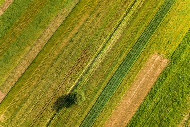 Baharda yeşil tarım arazilerinde yalnız büyüyen tek bir ağacın havadan görünüşü. Tohum ekme mevsiminden sonra sıcak ve güneşli bir günde taze bitki örtüsüyle birlikte..