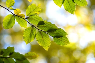 Sonbahar parkındaki bir ağaç dalındaki parlak, sarı yaprakları kapatın. Sonbahar orman yapraklarının ayrıntıları.