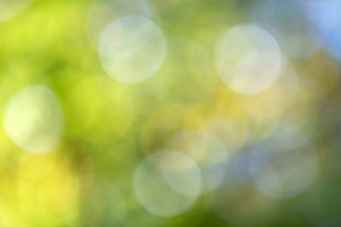 Parlak yeşil ve sarı arkaplan. Bulanık ışık sonbahar ormanında daireler çiziyor..