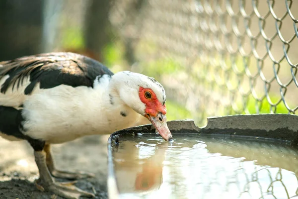 Pato Alimenta Tradicional Celeiro Rural Detalhe Pássaro Aquático Beber Água — Fotografia de Stock