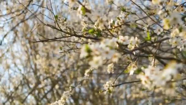 Закрыть Свежие Белые Цветущие Цветы Ветвях Деревьев Ранней Весной — стоковое видео