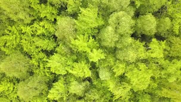 Flygfoto Grön Skog Med Tak Sommarträd Svajande Vinden — Stockvideo