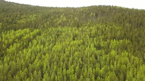 Vista Aérea Pinhal Verde Com Copas Abetos Montanhas Verão — Vídeo de Stock