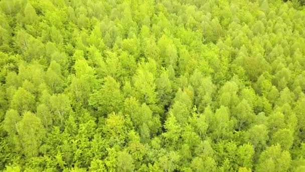 Luftaufnahme Eines Grünen Waldes Mit Kronen Von Sommerbäumen Die Wind — Stockvideo