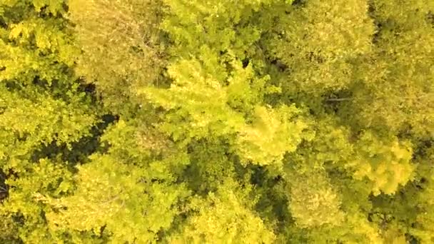 Luchtfoto Van Groen Bos Met Luifels Van Zomerbomen Zwaaiend Wind — Stockvideo