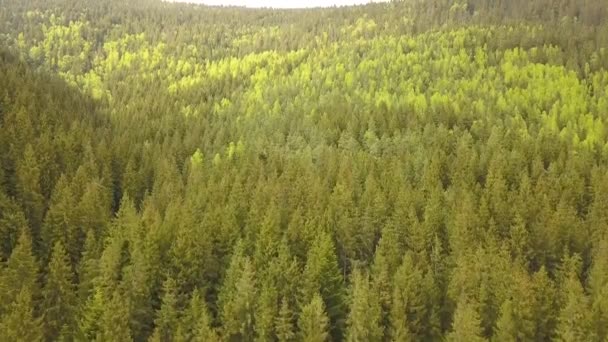 Luchtfoto Van Groen Dennenbos Met Luifels Van Sparren Bomen Zomer — Stockvideo