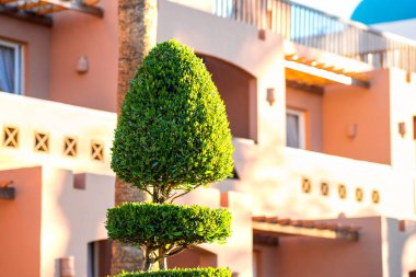 Canlı yeşil yaprakları olan taze yeşil çalılar yaz bahçesinde büyüyor..