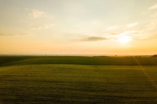 Vue Aérienne Champ Agricole Vert Vif Avec Des Plants Colza — Photo