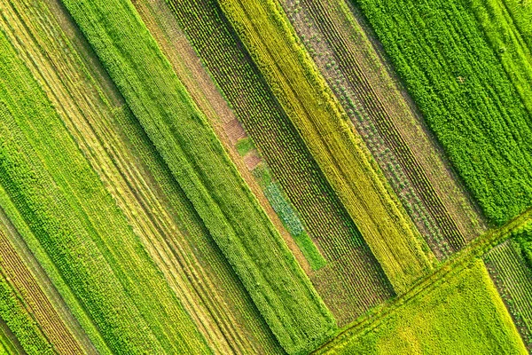 暖かい晴れた日に種を蒔いた後の新鮮な植生を持つ春の緑の農地の空中ビュー — ストック写真