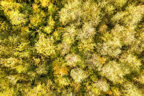 Górny Widok Lotu Ptaka Zielone Żółte Daszki Jesiennym Lesie Wieloma — Zdjęcie stockowe