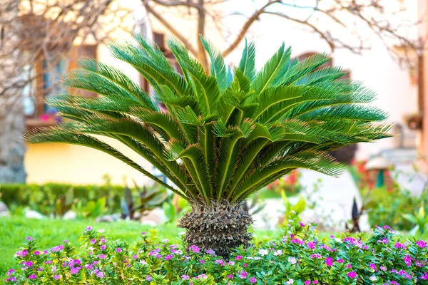 Pequena Palmeira Verde Cercada Flores Brilhantes Que Crescem Grama Gramado — Fotografia de Stock